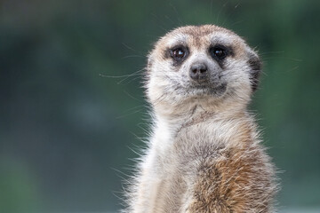Close-up portrait of a meerkat looking attentively with a soft blurred background. Detailed...