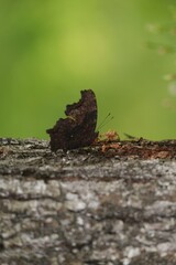 Camouflaged Comma Butterfly Resting on Tree Bark