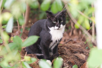 Tuxedo Cat Resting in the bush © suwas