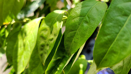 green leaves on a green background