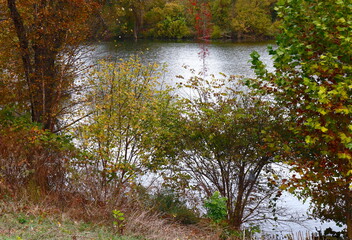 Natural Plant Growth at River