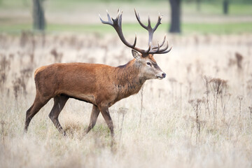 Majestic red deer stag with large antlers walking in autumn meadow
