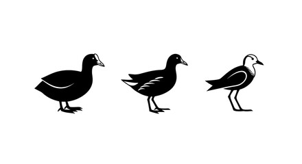 Obraz premium Three stylized black silhouettes of different water birds standing against a white background.