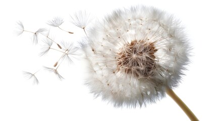 Dandelion with seeds blowing away in the wind, symbolizing freedom and a wish, isolated on a white background
