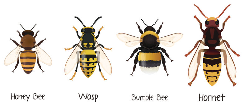 Bees Types Hymenoptera insects Hornet, bumblebee, wasp, honey bee vector illustration