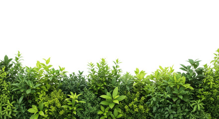 Vibrant botanical border of diverse green foliage, detailed shrubs and plants on lower third, clean bright white studio background with copy space, concept of natural vitality and growth