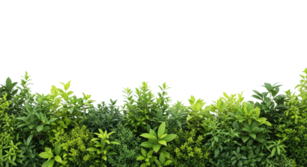 Vibrant botanical border of diverse green foliage, detailed shrubs and plants on lower third, clean bright white studio background with copy space, concept of natural vitality and growth