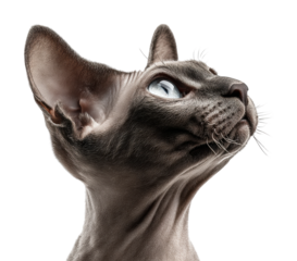 Graceful cat portrait animal isolated on transparent background
