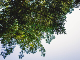 green leaves against blue sky