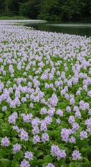 Tranquil Lake Covered in Purple Water Hyacinths. Serene Water Landscape with Lily Pads. Dense Carpet of Blooming Water Hyacinths on a Calm Lake.