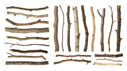 Tree Branches Collection Representing Nature, Wood Texture, and Botanical Design Concept