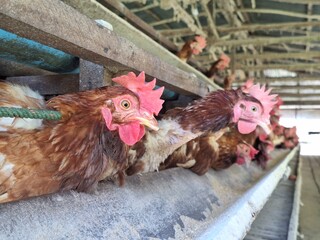 Brown Chickens in Modern Poultry Farm Cage System for Egg Production and Agriculture Industry