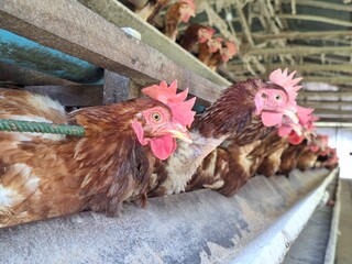 Brown Chickens in Modern Poultry Farm Cage System for Egg Production and Agriculture Industry