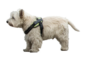 White terrier dog with harness isolated photo