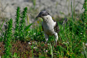 Great spotted cuckoo // Häherkuckuck (Clamator glandarius) 