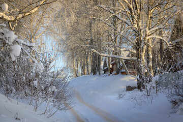 A winding snow-covered road leads through a serene, sun-drenched winter forest of frosty birch trees toward a cozy wooden cabin, capturing the tranquil beauty and quiet charm of a rural winter day.