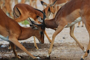 Combat d'impala 
