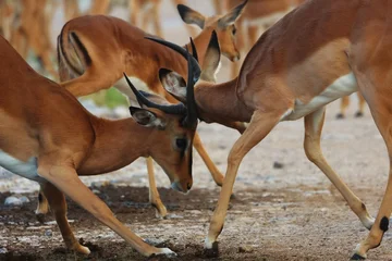Sierkussen Antilope Combat d'impala   © Remy