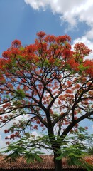 Vibrant Flame Tree with Fiery Red-Orange Flowers. Low-Angle View of a Blooming Delonix Regia. Lush Green Leaves and Bright Flowers on Flame Tree.