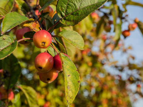 Ripe Crabapple Fruits on Branch