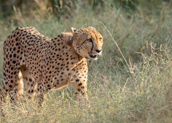 Cheetah on the Prowl
