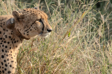 Cheetah Head