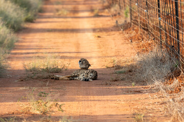 Cheetah on a dirt road 