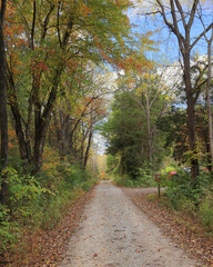 Country gravel road lined with autumn trees in warm yellow and orange tones