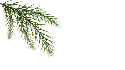 branch of pine