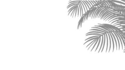 palm tree silhouette shadow