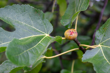 fig tree with green background