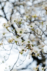 White Dogwood Flowers in Springtime, Bright and Pretty for Flowers Spring Brochures, Hospitals, Universities, etc.