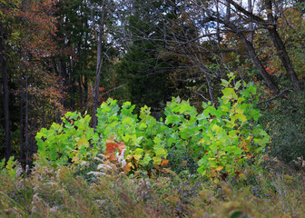 Maple tree saplings with bright green leaves