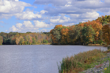 Trees and reeds on the shore of Stanfield Lake in early autumn with clouds in a blue sky