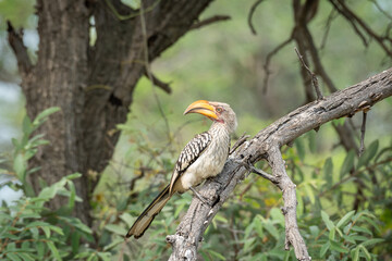 yellow billed hornbill in the tree