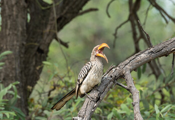 yellow billed hornbill in tree