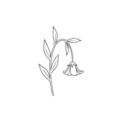 "Drooping flower plant"