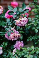 Roses in Springtime perfect for Spring Brochures, Folders, Products, Promotional Materials