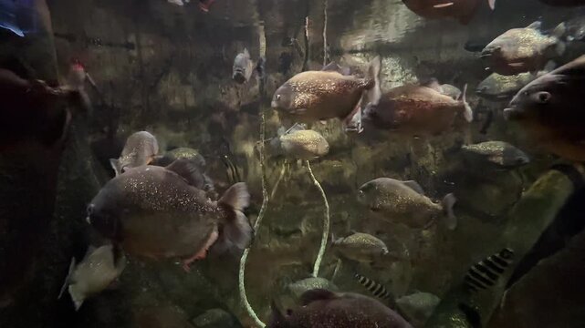 Group of piranha fish underwater