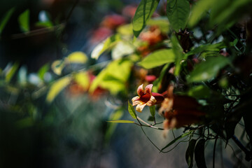 Springtime Flowers Perfect for Springtime Products, Brochures, Flyers, Wallpapers