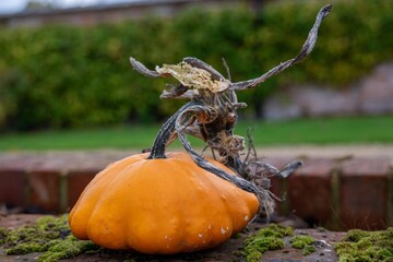 close up of bright orange pumpkin ready to be carved for halloween