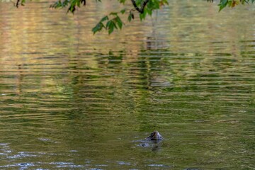 trout fish looking for food in The River Test Hampshire England