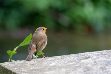 Robin red breast Erithacus rubecula perched on a bridge with The River Test Hampshire England blurred in the background