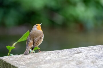 Robin red breast Erithacus rubecula perched on a bridge with The River Test Hampshire England blurred in the background