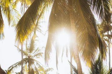 Sunlight Filtering Through Palm Leaves