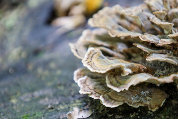 A beautiful shot showcases a bracket fungus with wavy, layered edges and rich texture, growing on an old tree stump. The natural, muted colors and soft lighting create an atmosphere of forest tranquil