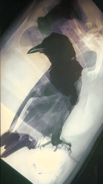 X-Ray Bird