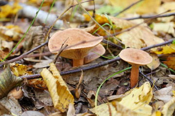 Small mushrooms with orange-brown caps sprout among fallen autumn leaves and twigs. The detailed macro shot highlights the texture of the fungi and the dry foliage creating a natural carpet.