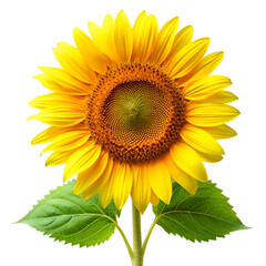 Fototapeta premium Sunflower isolated on transparent background
