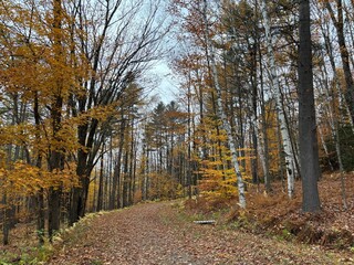 autumn in the forest